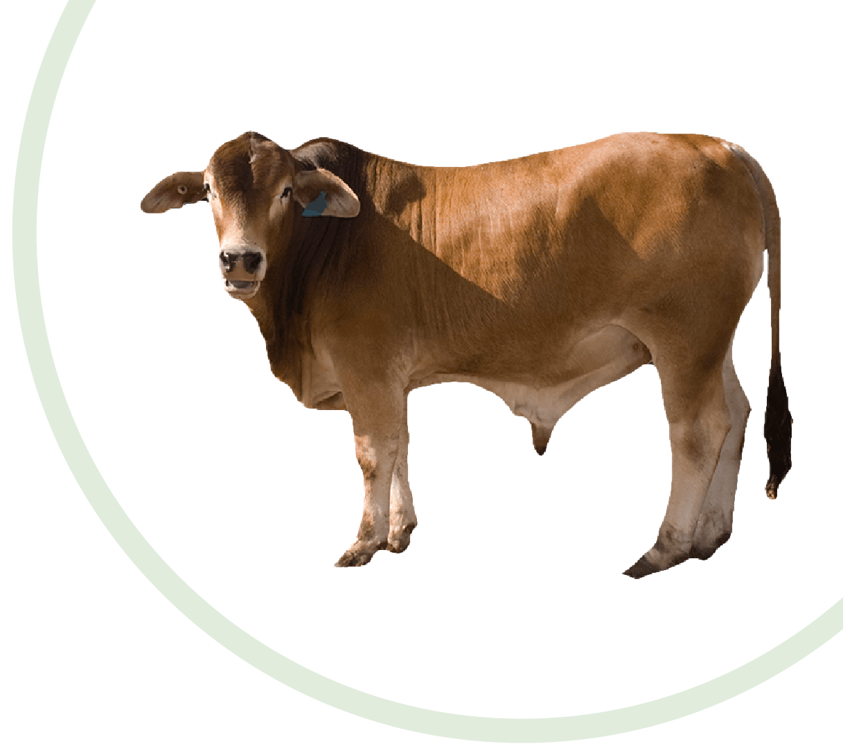 livestock